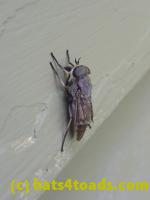 /home//u458753944/public_html/sourcegallery/////////////////Insects and small critters/flies (Diptera)/P1040892.JPG